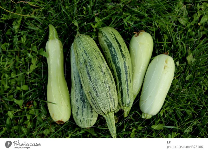 vegetables in the grass picture background fresh vegetables Nutrition salubriously Fruit- or Vegetable stall Close-up Diet Fiber Vitamin-rich Vegan diet