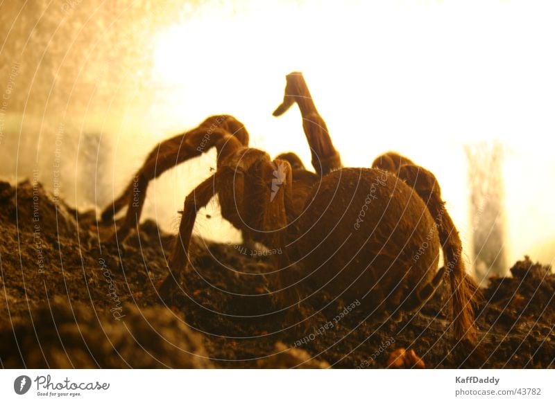 arachnophobia Spider Bird-eating spider Brown Large Disgust Transport Fear