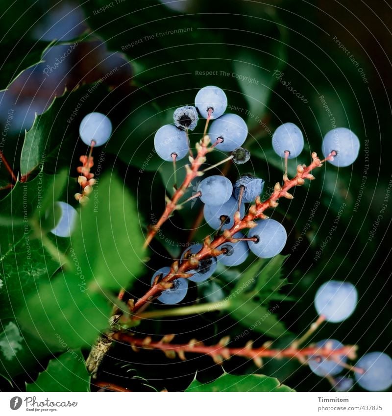 Beerenauslese. Environment Nature Plant Berries mahonia Growth Esthetic Natural Blue Brown Green Black Leaf Colour photo Exterior shot Deserted Day