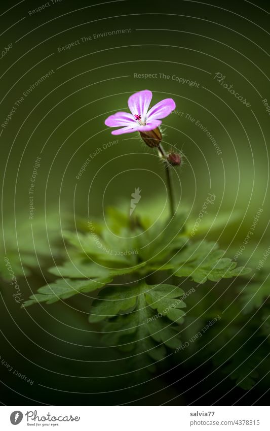 Tender little flower wild flower Blossom Geranium Flower Plant Shallow depth of field Close-up Deserted Nature Blossoming Summer blurriness naturally Wild plant