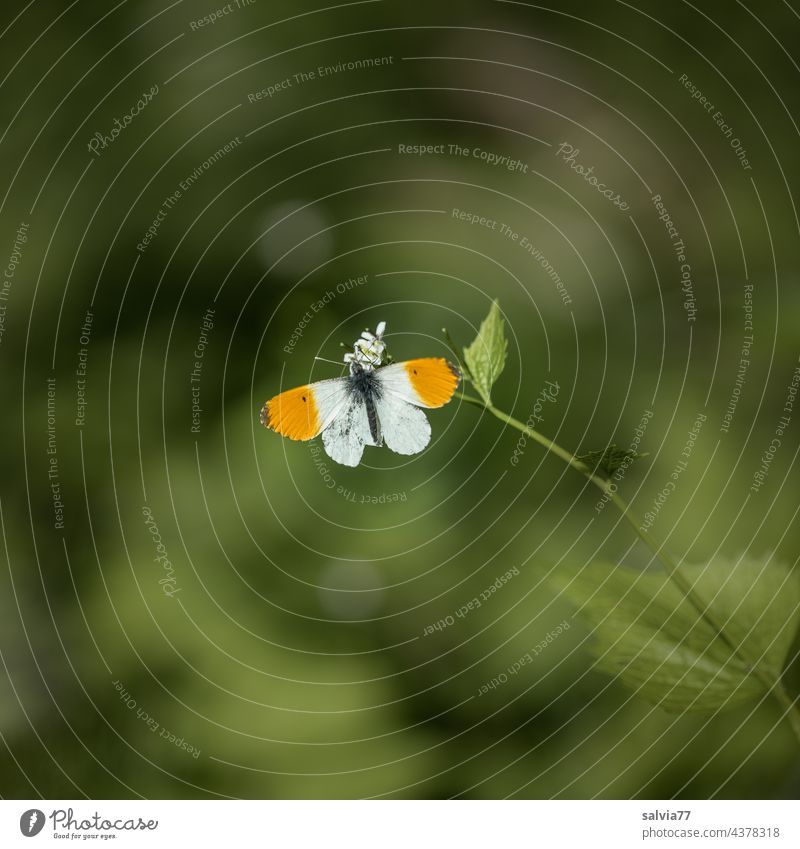 Aurora butterfly nibbling on the white flower of the garlic rocket Nature Butterfly aurora butterfly Anthocharis Cardamines Pieridae butterflies Forest Green