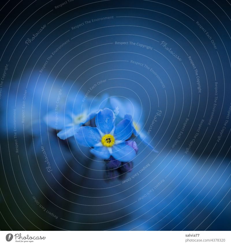 FORGET-ME-NOT Flower Forget-me-not Blue Close-up Blossom Blossoming Colour photo Shallow depth of field Nature Spring Macro (Extreme close-up) Fragrance pretty