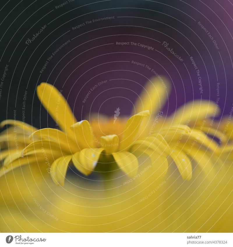 yellow tongue flowers of the Gemswurz very close Flower Blossom Yellow Doronicum Macro (Extreme close-up) Close-up Tongue blossoms composite Blossoming