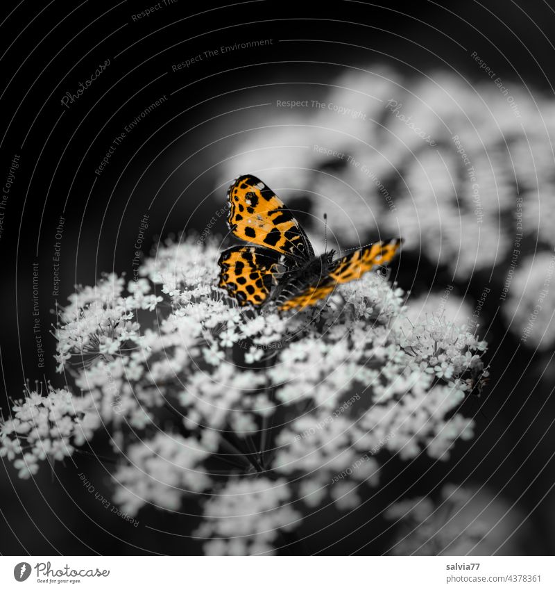 spring fragrance Apiaceae Spring fever Blossoming Flower White Butterfly Shallow depth of field Fragrance Map butterfly Aegopodium podagria Contrast