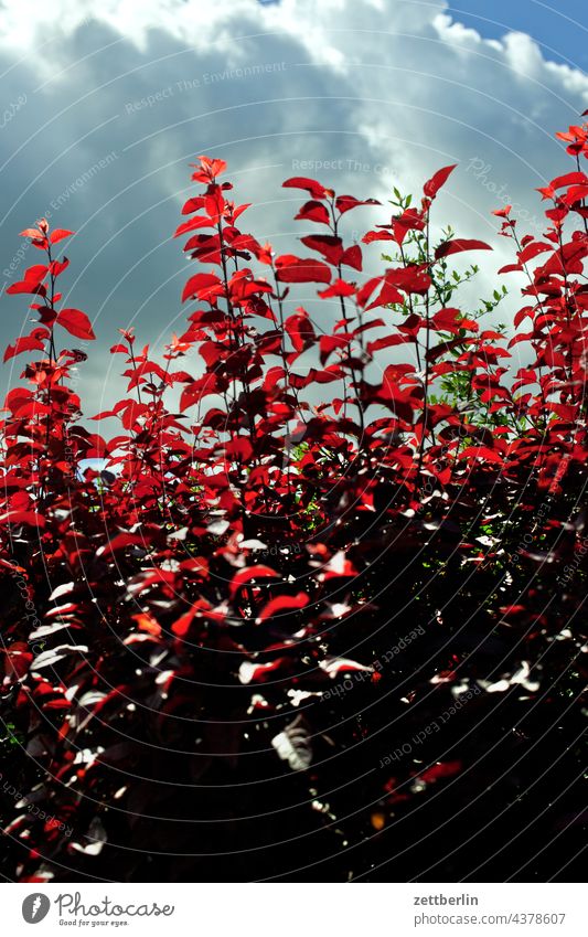 barberry Evening Branch Tree Dark Twilight Relaxation holidays Garden Sky allotment Garden allotments Deserted Nature Plant tranquillity Holiday season