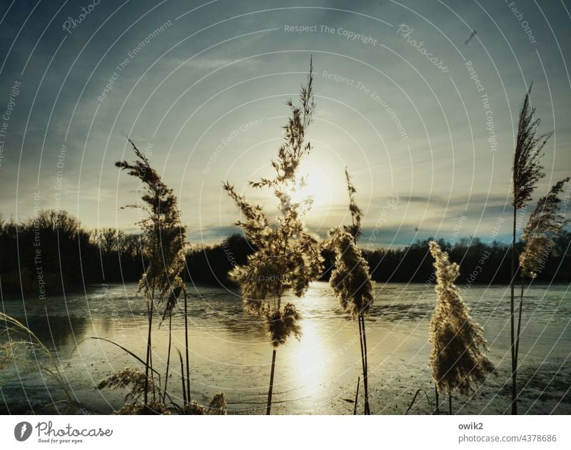 tousled Reeds Environment plants Bushes fluffy twigs Sunlight Far-off places Shallow depth of field Calm reed Idyll naturally Beautiful weather Sky Landscape