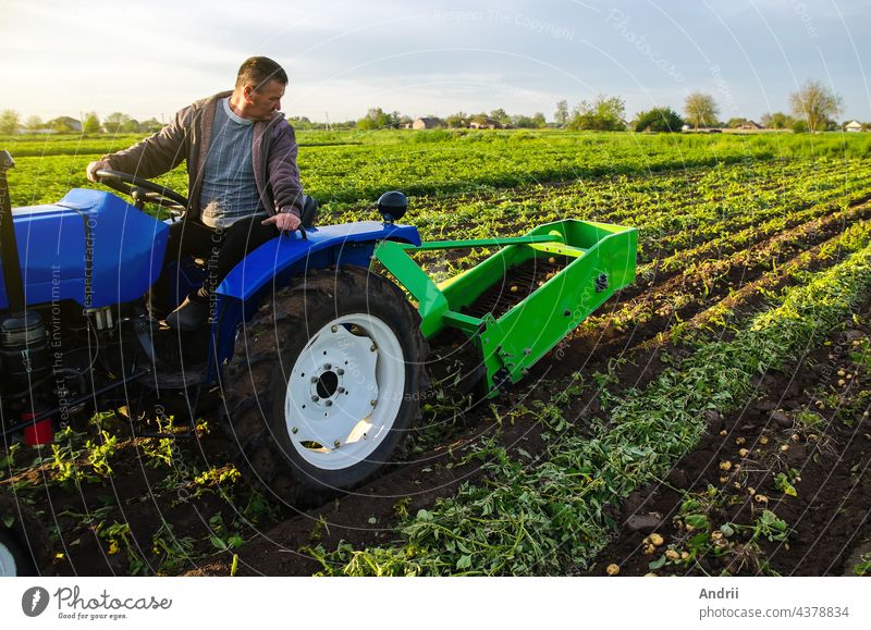 Farmer digs out a crop of potatoes. Harvest first potatoes in early spring. Farming and farmland. Agro industry and agribusiness. Harvesting mechanization in developing countries. Support for farms