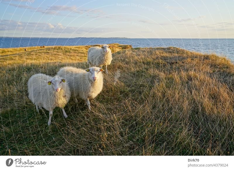 Sheep on the Danish peninsula Ordrup Næs on Zealand Baltic Sea Denmark Flock sheep Nature Farm animal Herd Meadow Landscape Group of animals Exterior shot Wool