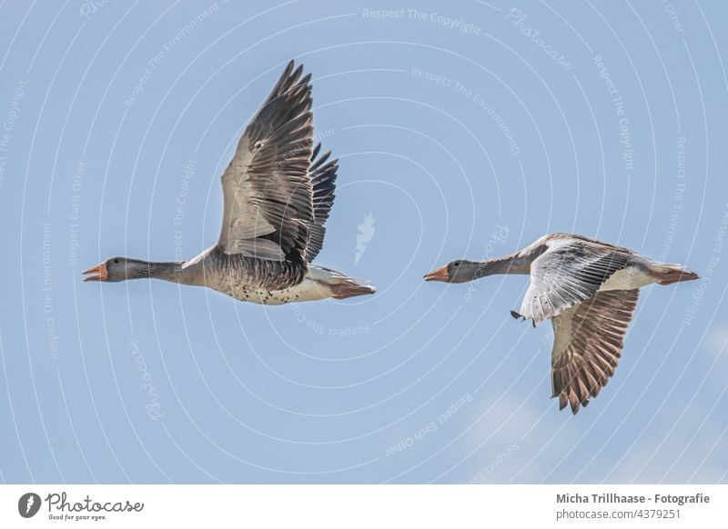 Flying grey geese Anser anser wild geese Head Beak Eyes Neck feathers plumage Grand piano Legs flapping Span flight sunshine birds Wild Birds animals Wildlife