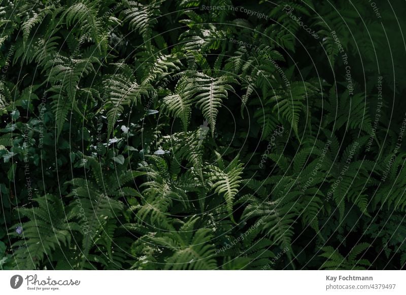 picture of young fern leaves abstract background beautiful biology botanical botany closeup decoration decorative design environment exotic flora floral foliage