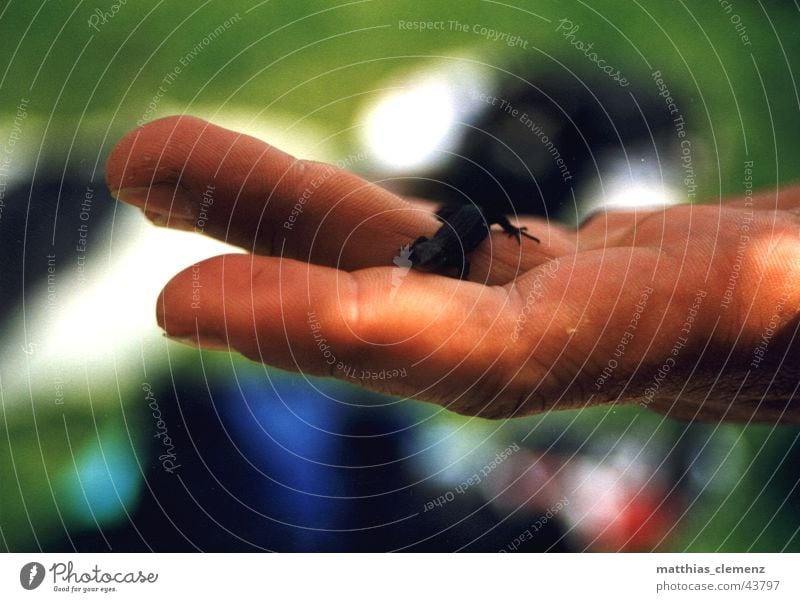 lizard Lizards Hand Fingers Multicoloured Nature little animal Life