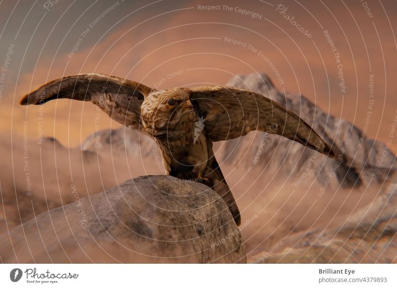 Kestrel female sitting on rocks and with spread wings Sit portrait Outdoors naturally flight Bird of prey Front side pretty raptor Peak Hawk falco predator