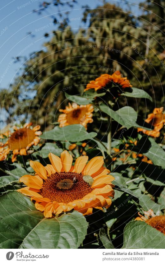 Bee harvesting sunflower nectar. Field of sunflowers. background beautiful beauty blossom bright closeup flora floral garden green natural nature plant summer