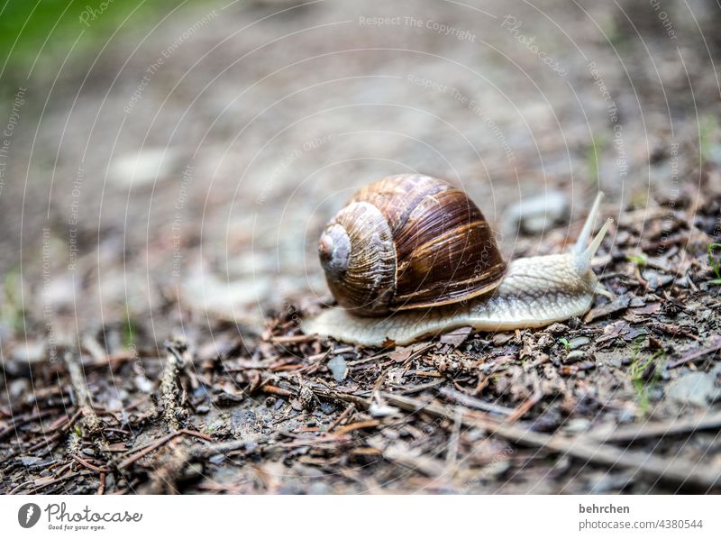 Good thing takes time pretty Slimy creep Earth Woodground branches Grass Ground Snail shell Vineyard snail Crumpet