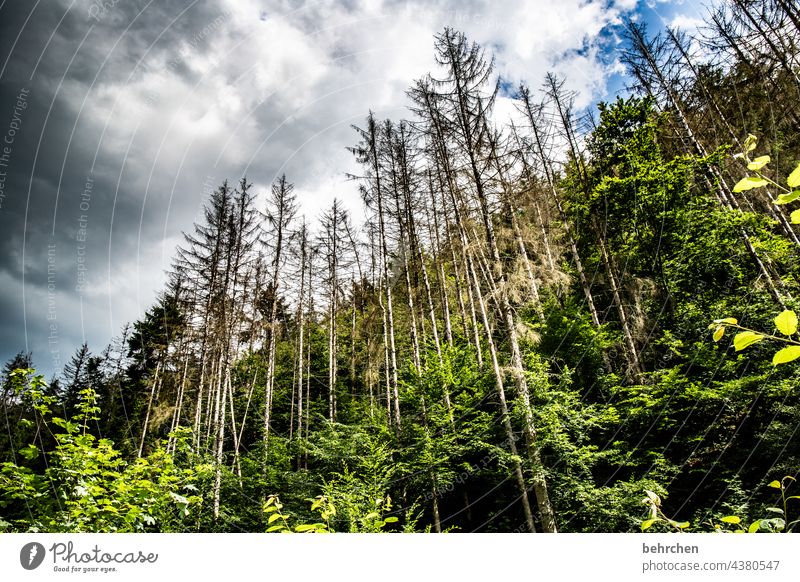 there we have the salad | forest dieback Climate change Logging Forest death Coniferous trees Environmental protection Plant Wood Forestry Hunsrück