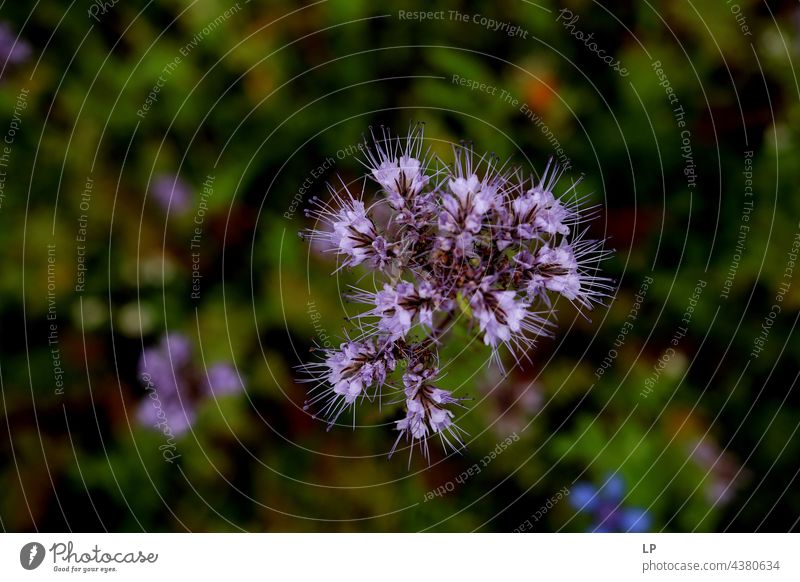 purple flowers and  plants on a field Religion & Faith Relaxation Zen Aroma beauty beautiful view warm wild ecologic Isolated Image decoration park outdoor