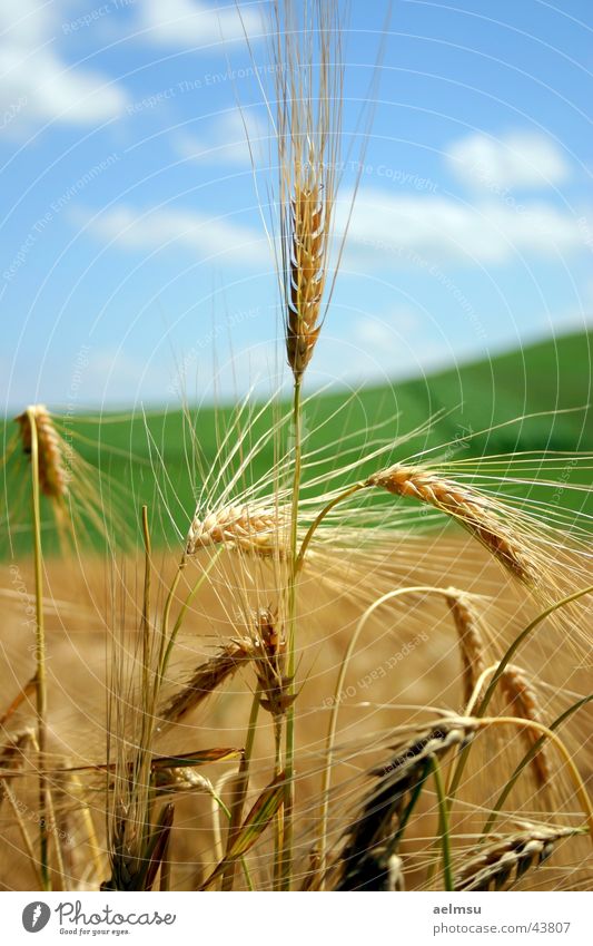 spike Field Barley Summer Clouds Ear of corn Blade of grass Grain Harvest