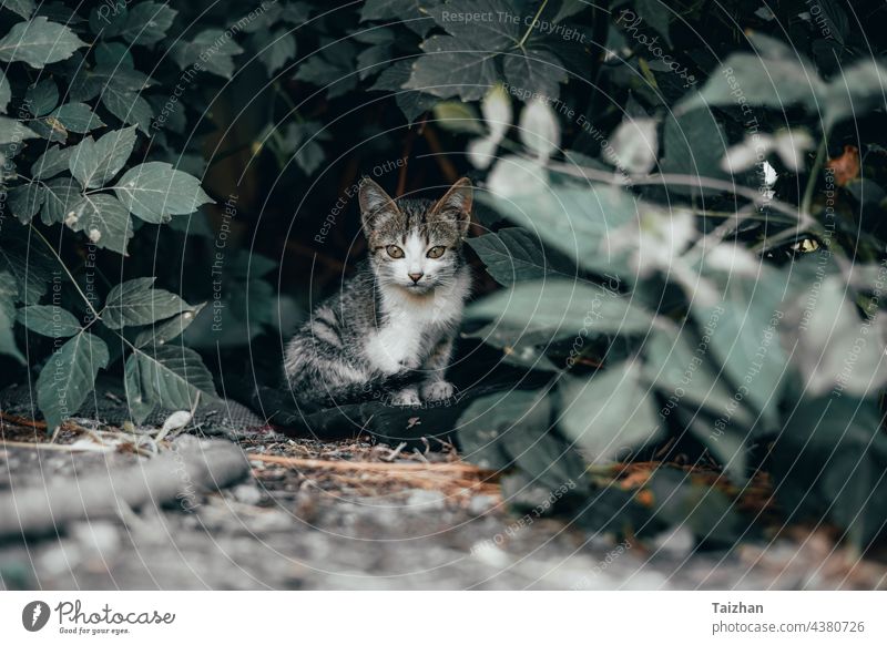 Beautiful homeless cat . close up portrait eye pet animal outdoor mammal kitten sitting roof cute sky backgrounds cruel forgiveness no people photography