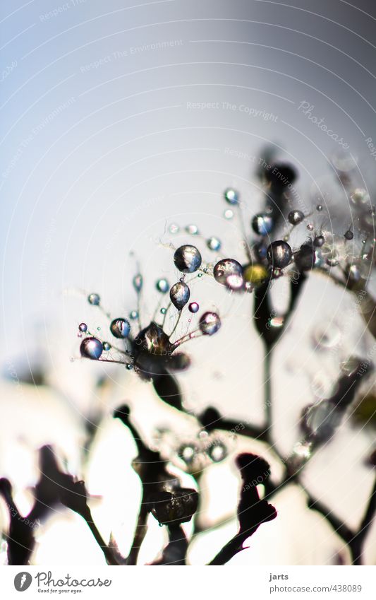 DrOp Environment Nature Plant Water Drops of water Beautiful weather Flower Blossom Wet Natural Fresh Clean Colour photo Close-up Detail