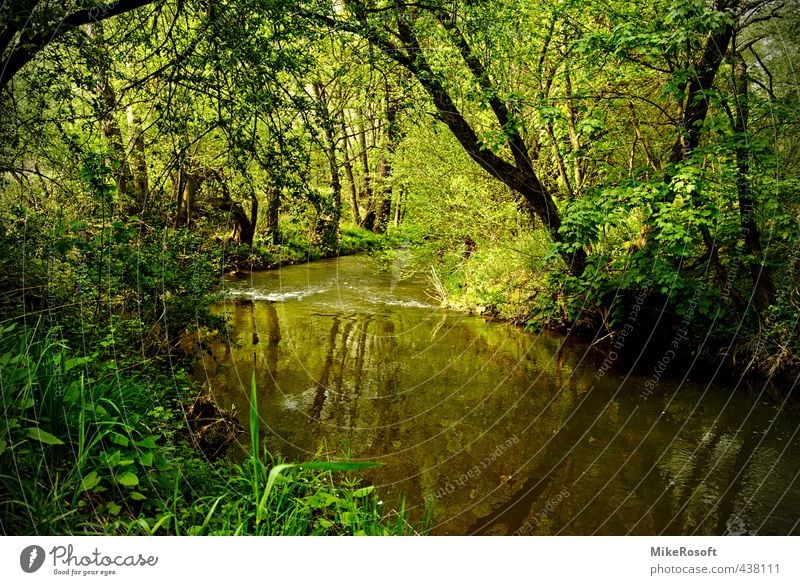 At the river Nature Water Spring Tree Foliage plant River bank Green Colour photo Exterior shot Day Reflection