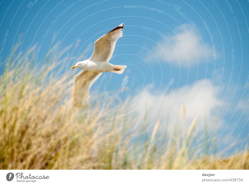 low-flying aircraft Environment Nature Sky Summer Beautiful weather Grass Coast North Sea Seagull 1 Animal Flying Threat Self-confident Willpower Brave