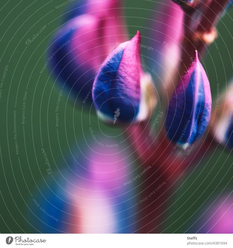 Close up of a flowering lupine Lupines Lupin blossom lupinus Wolf Bean luvina neon colours lupus Garden lupins Ornamental plant wild plants Butterfly Flowers