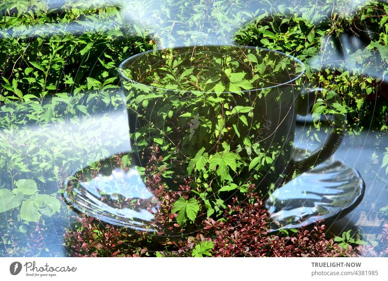 Drinking coffee in the countryside? This is not how we imagined it! Wild vines everywhere, the coffee cup feels oppressed, a barberry hedge attacks and you don't know what else is coming here