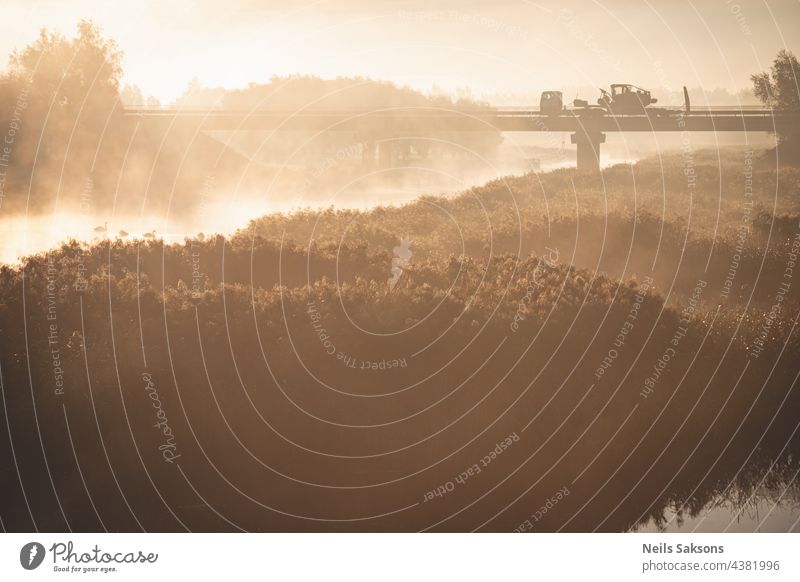 four swans in misty october morning sunrise. Yellow dry river reeds in foreground. Blurry reflection of other river shore in background. Bridge with heavy truck in distance. orange moody scene