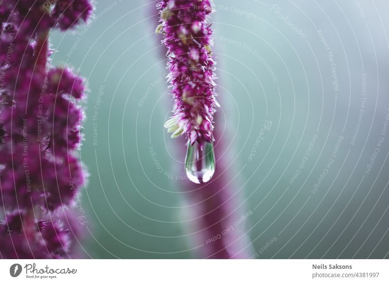 Vivid Amaranthus Caudatus flowers with water drop after rain. Also known as as love-lies-bleeding, pendant amaranth, tassel flower,velvet flower, foxtail amaranth, and quilete