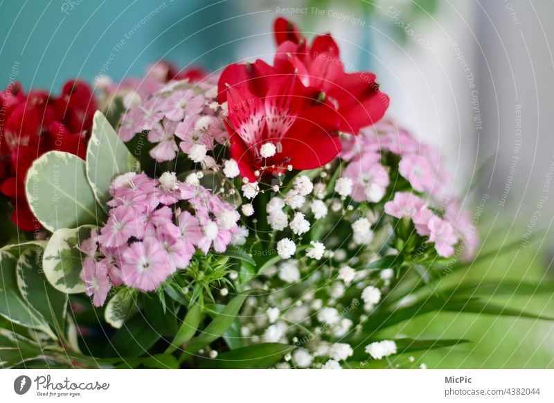 bouquet Bouquet Flower Plant Blossoming Close-up Fragrance Pink Summer Colour photo Shallow depth of field Deserted Multicoloured Delicate Decoration Detail