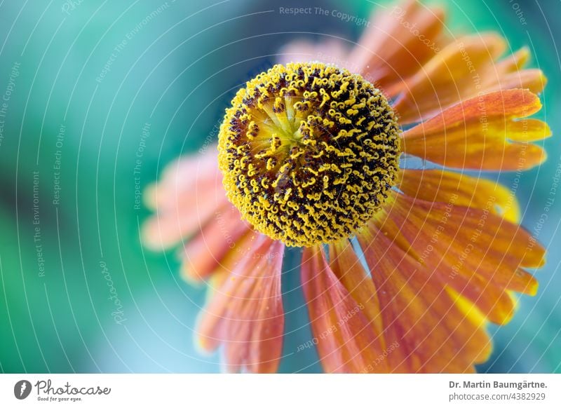 Inflorescence of a Helenium hybrid, closeup sun bride helenium Hybrids Flower inflorescence Close-up shrub garden flower Ornamental plant perennial hardy