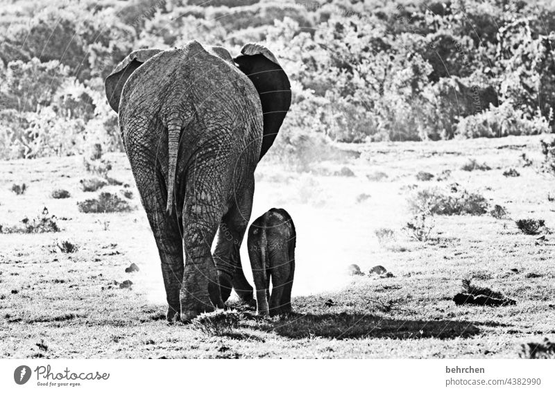 *2 3 0 0* small becomes BIG Animal portrait Sunlight Contrast Shadow Light Day Large Small Black & white photo Exterior shot Deserted Elephant skin Ear Trunk