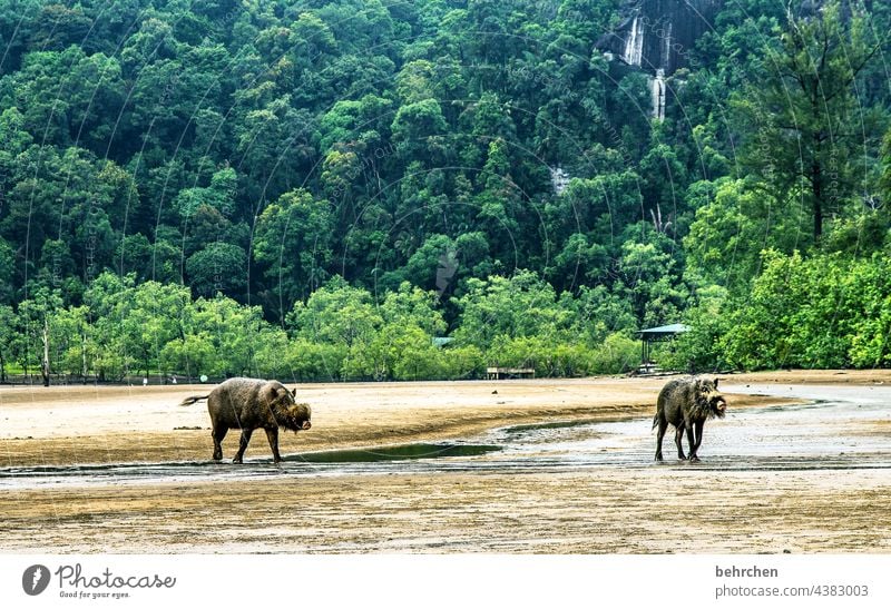 Had a rough time Animal Bako National Park Animal protection Free Wild animal Animal portrait bearded pig Wild boar Rock especially Tree Impressive Nature Light