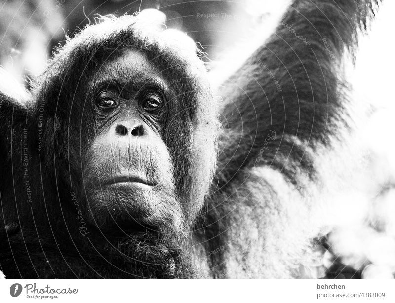 i will stay! she thinks, she knows, she wants very much! the beautiful lady Animal portrait blurriness Back-light Sunlight Contrast Shadow Day Light Deserted