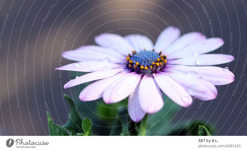 Blossom after the rain lilac Yellow interior view purple inboard Close-up macro Garden blue Blue flora floral Flower Modern Marguerite modern floral Rain Drop