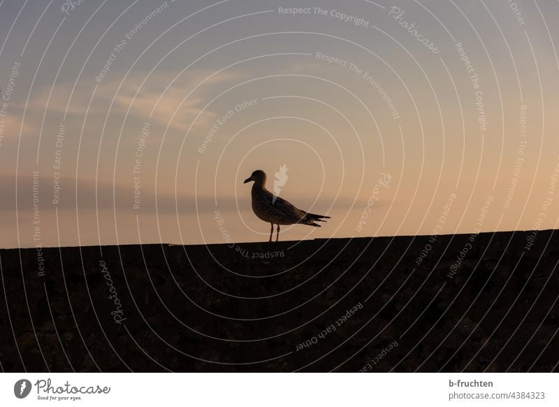 Seagull on a wall at dusk Wall (barrier) Silhouette Dusk evening light Individual Bird Sky Clouds Sunset Ocean waterfowls Black Back-light