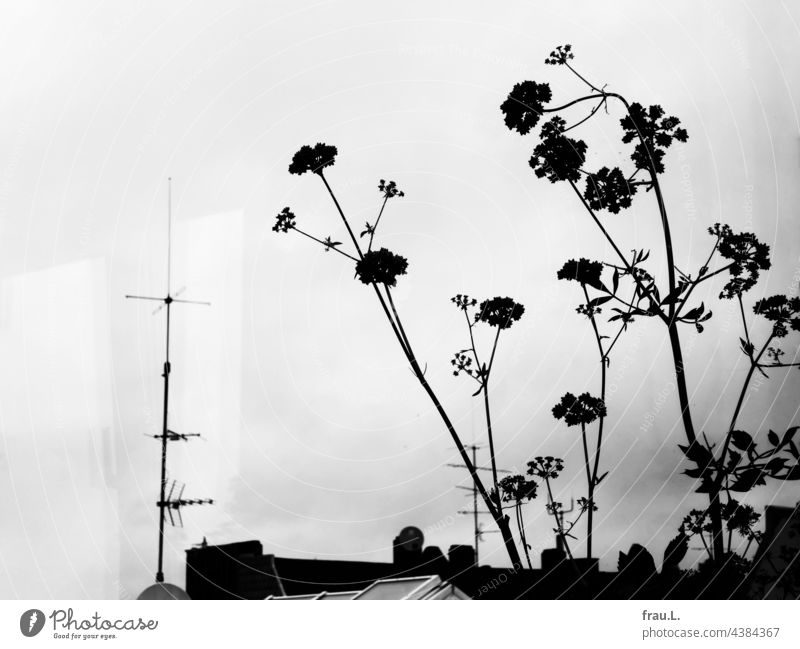 Roofs with lovage Insect darling Delicious Roof terrace Modest Aromatic Blossom Balcony Nature Clouds Sky herbaceous Plant Town rooftop landscape Summer Window