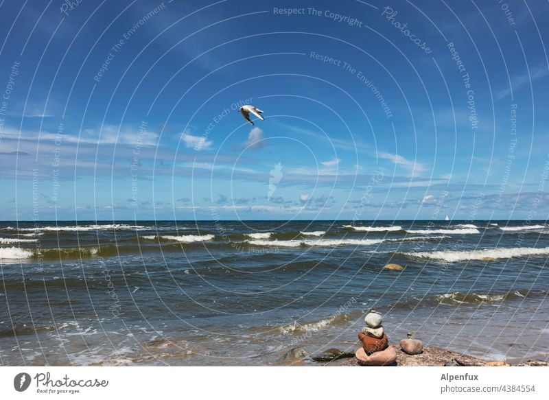 beautiful day at the sea - stones defy the waves - seagull flies past. Ocean Seagull Water Sky Flying Baltic Sea Baltic coast Nature vacation Vacation & Travel