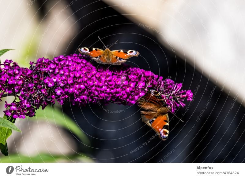 Peacock butterfly Butterfly Insect Macro (Extreme close-up) Nature Grand piano Deserted Animal portrait Colour photo butterfly wings Shallow depth of field