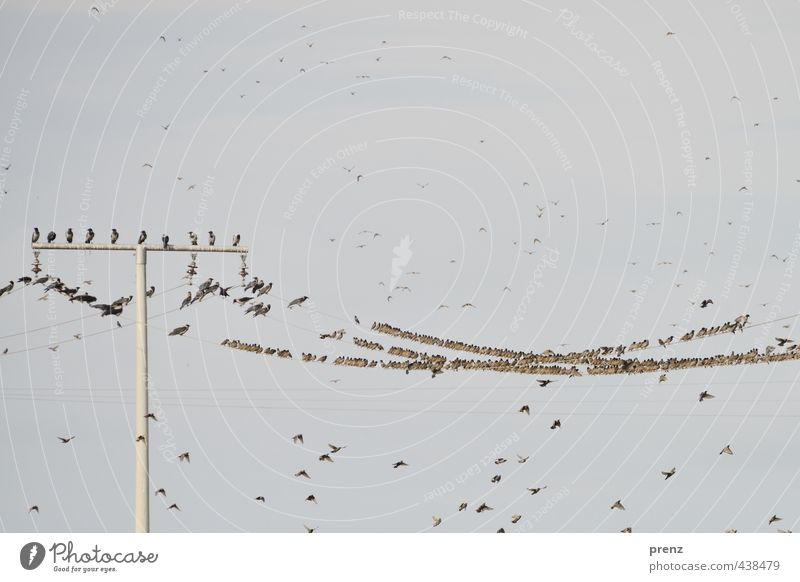 Crows and starlings - Darß Environment Nature Landscape Animal Summer Wild animal Bird Flock Brown Gray Starling Electricity pylon Sit Floating Darss