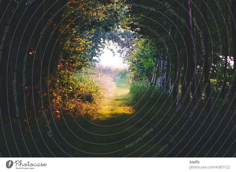 Summer forest | deep shadow under the canopy | the light is already waiting summer forest Leaf canopy haiku Edge of the forest Shaft of light forest path Forest