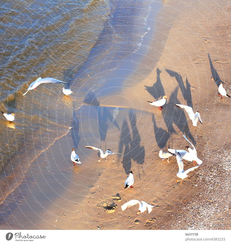 Seagulls shadow play in the evening sun Summer vacation coast Baltic Sea Beach Ocean Sand Water Wildlife birds group coastal bird Evening sun Shadow Sunset