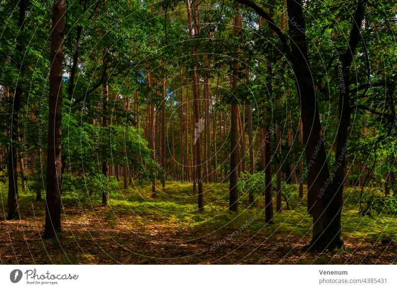 Mixed forest in summer,in the foreground oak trees,in the background pine trees Forests forest floor floor plants weeds ground cover trunk trunks tree trunks