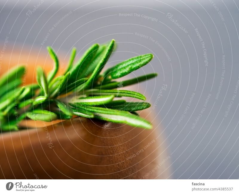 Fresh rosemary on dark green food fresh aromatic leaves healthy ingredient black background gourmet seasoning cooking natural chalkboard herbs minimal nobody