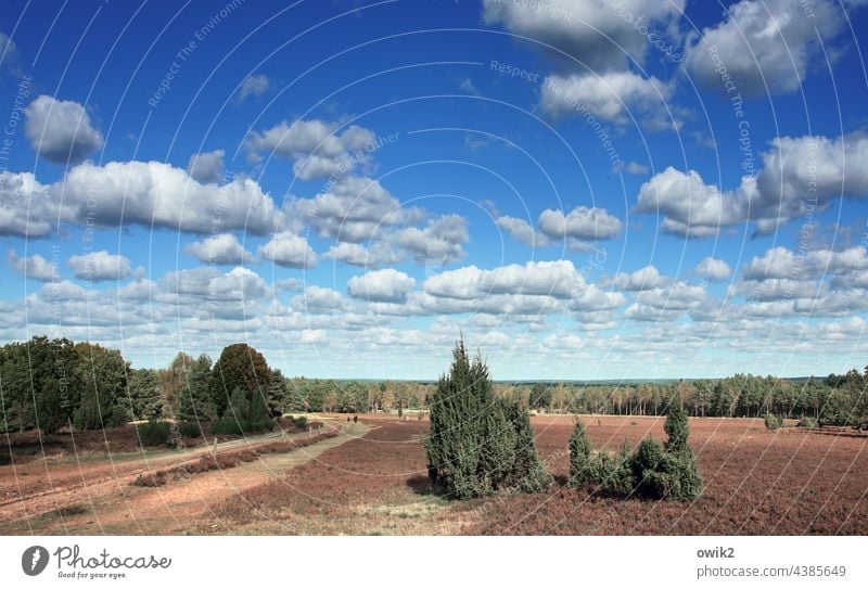 habitat Luneburg Heath Idyll Juniper Heather family Wild plant Bushes Beautiful weather Horizon Sky Clouds Plant Landscape Nature Environment Freedom