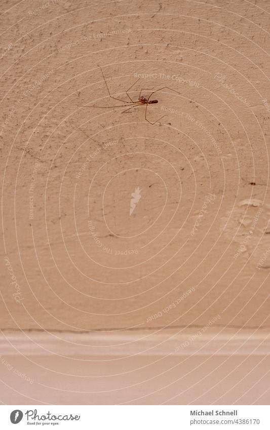 Big trembling spider on an old ceiling Spider Disgust disgust sb. Close-up Animal 1 Fear be afraid Creepy