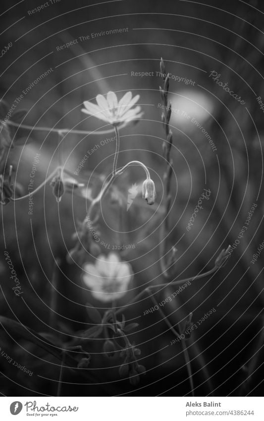 Flowers in sunlight, blurred in black and white flowers black-and-white Black & white photo Exterior shot Blossom Plant Sunlight Blossoming Summer Nature Garden