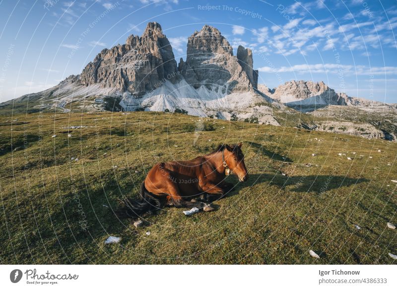 Wild horse resting in a meadow with Tre Cime di Lavaredo peacks in background- Dolomites, Italy italy hiking dolomiti lavaredo cime tre landscape outdoor park