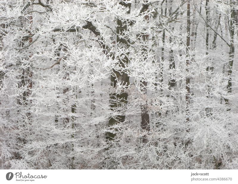 Winter magic through hoarfrost on winter day Frost Hoar frost Frozen Nature Cold Twigs and branches Branchage White Tree Ice reduction Environment chill