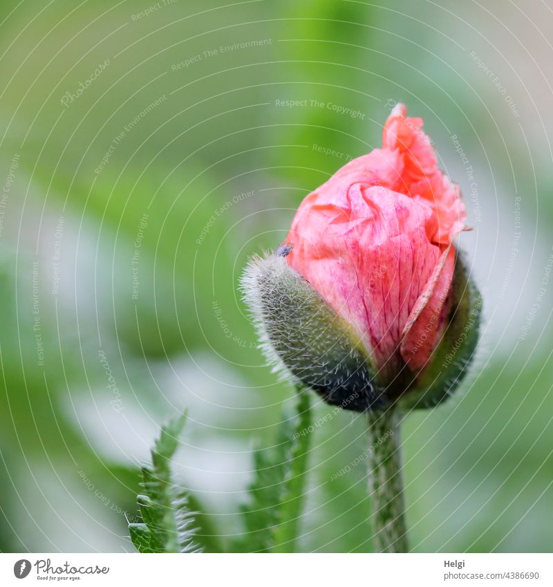 Mo(h)ntag - breaking bud of a poppy blossom Poppy Poppy blossom poppy bud Shallow depth of field Deserted Exterior shot Colour photo Blossom Flower Plant